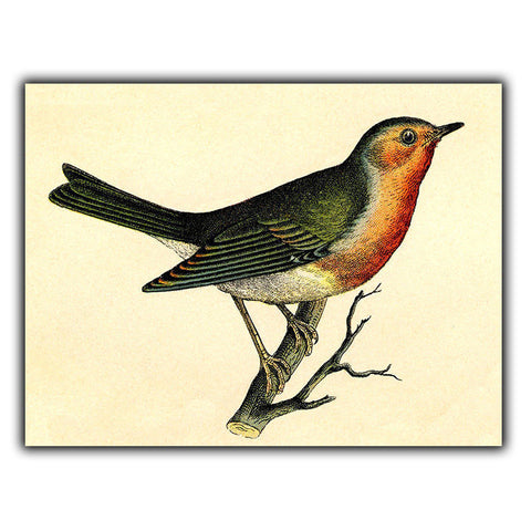 SIGN METAL WALL PLAQUE ROBIN BIRD Vintage Illustration Drawing art print