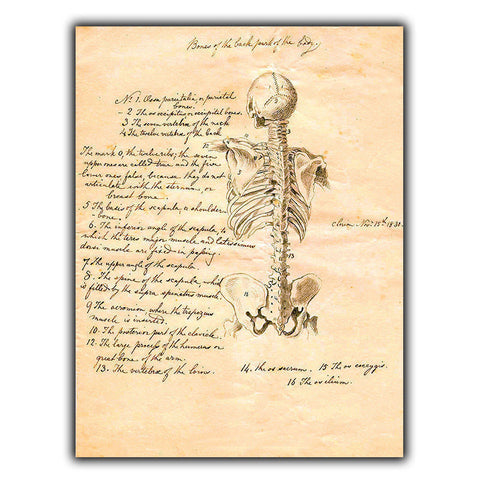 SIGN METAL PLAQUE - BONES OF THE BACK Vintage Print Doctor/Surgery/Medicine