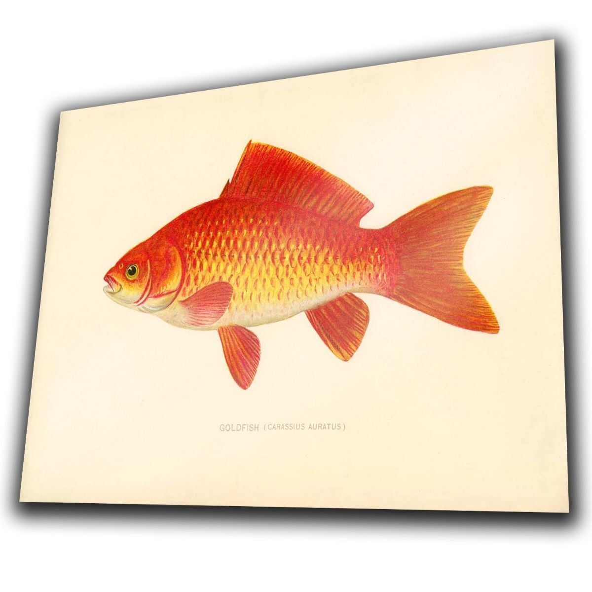 Vintage Goldfish METAL SIGN WALL PLAQUE poster print art picture hanging