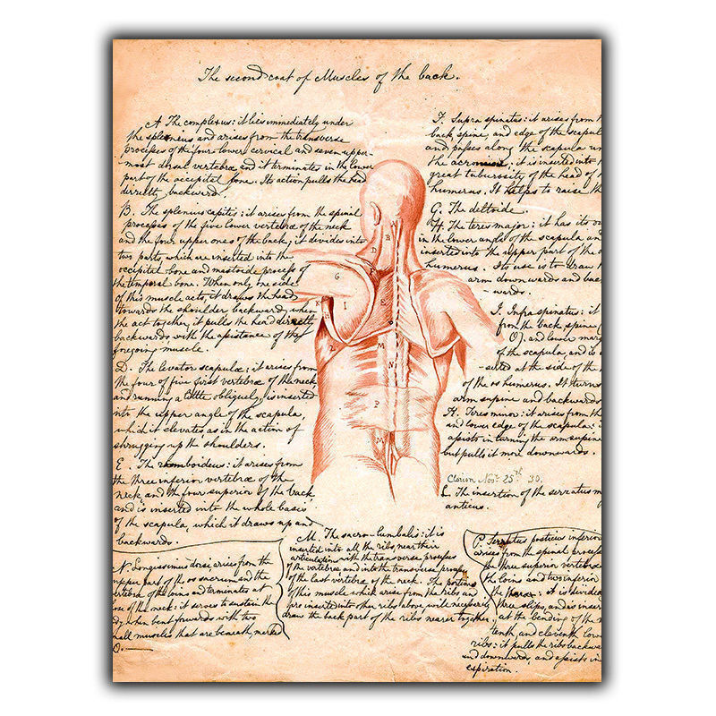 SIGN METAL WALL PLAQUE MUSCLES OF THE BACK Vintage Print Surgery/Chiropractor