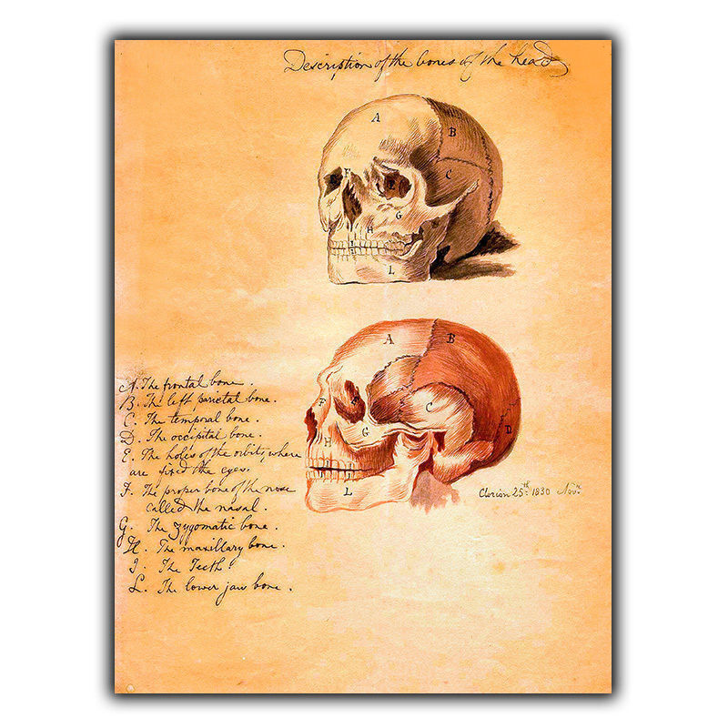 SIGN METAL PLAQUE SKULL HUMAN HEAD Vintage Print Surgery/Doctor/Anatomy