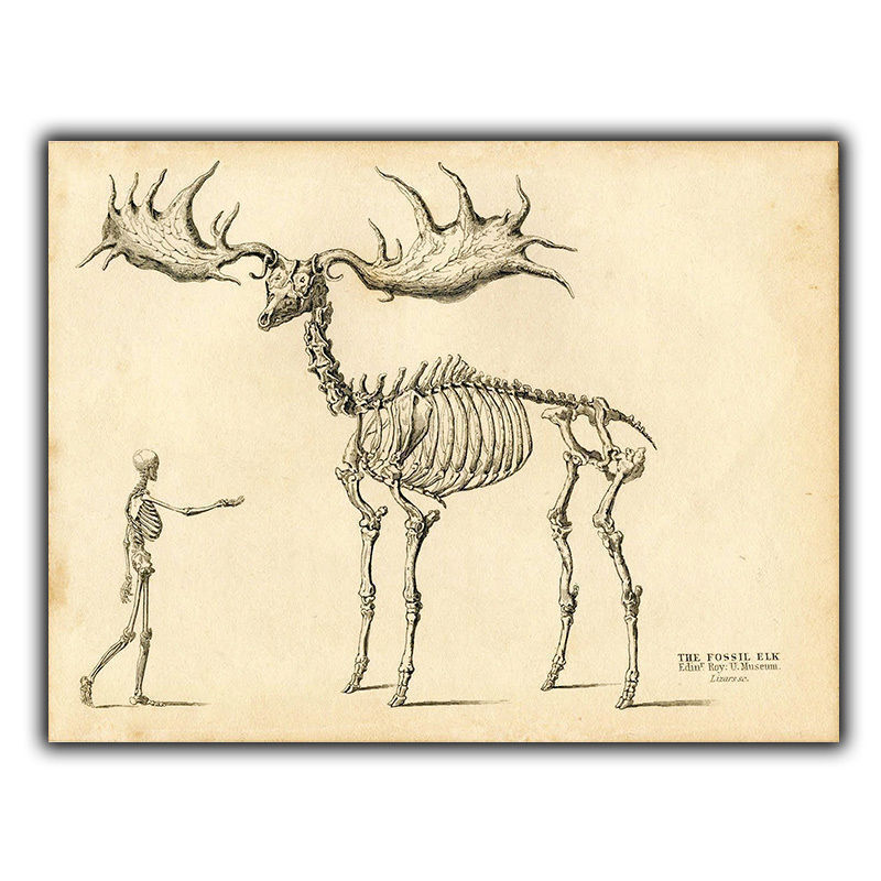 SIGN METAL WALL PLAQUE - GIANT FOSSIL ELK Vintage reprint Anatomy Skeleton