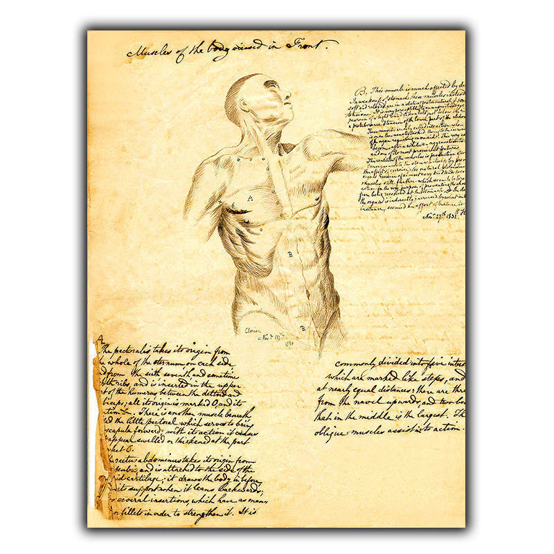 SIGN METAL PLAQUE MUSCLES HUMAN BODY TORSO Vintage Print Surgery/Doctor