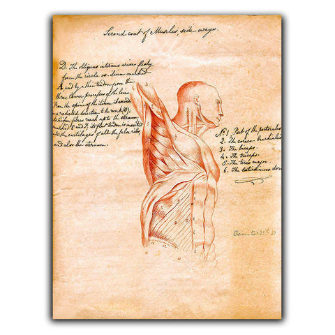 SIGN METAL PLAQUE HUMAN MUSCLES TORSO Vintage Print Surgery/Chiropractor Dr